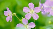 Wild geranium: A skincare game-changer