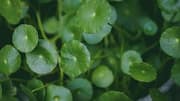 Gotu kola: A crunchy snack for better concentration