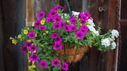 5 flowering vines that look beautiful in hanging baskets 
