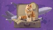 Flying with your cat? You should totally read this
