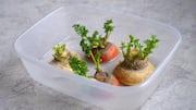 Grow fresh celery at home with these simple tips