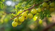 Indian gooseberry: 5 breakfast ideas for immunity