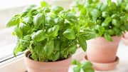 How to grow basil in small pots