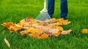 Raking leaves is actually good for your health