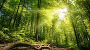 The most beautiful forests in Northern Europe 