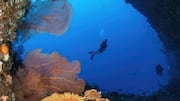 Palau's, a Pacific Island nation, underwater caves are mesmerizing