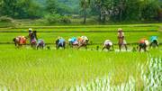 Man dupes 64 farmers of crop proceeds worth Rs. 3.5cr
