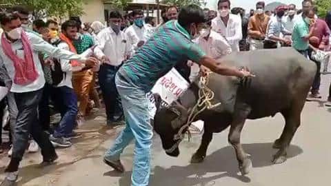 Buffalo goes berserk at protest in MP; injures one Buffalo goes berserk at protest in MP; injures one