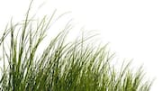 Camel grass: Nutritional benefits and uses