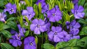 Periwinkle: A plant with amazing health benefits