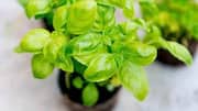 Beyond cooking: 5 uses of basil