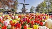 Visiting the Netherlands? Flower festivals you can skip