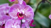 How to grow orchids in low light: 5 tips