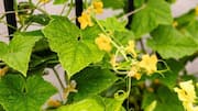 Love cucumber flowers? Some ways to use them