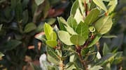 How to grow bay leaves in your balcony