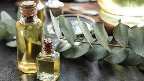 #HealthBytes: Here are the surprising health benefits of eucalyptus oil #HealthBytes: Here are the surprising health benefits of eucalyptus oil