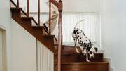 How to train your dog for safe stair climbing