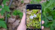 #TechBytes: How to use your smartphone to identify plants