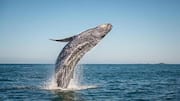 Top spots for whale watching in Iceland