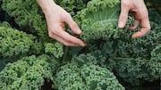 How to grow kale indoors