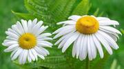 Why cape chamomile deserves your attention