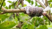What is air layering in gardening? 