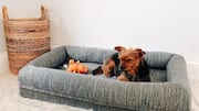 How to keep your dog's bed smelling fresh