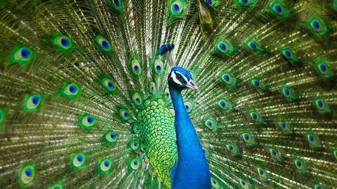 5 fun facts about peacocks you should know 5 fun facts about peacocks you should know