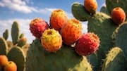 Prickly pear: A unique fruit packed with nutrients
