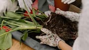 Help your plants thrive with proper repotting
