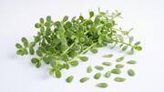 Add a tangy twist to your meals with purslane 