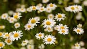 How to grow chamomile indoors