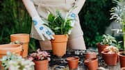 Make a relaxing garden in your backyard