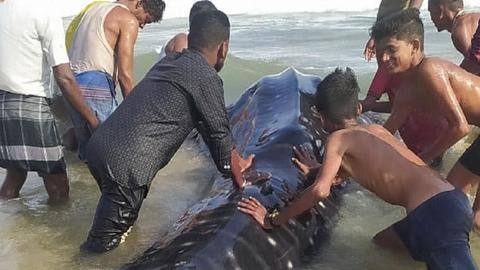 15-feet whale shark released into the deep sea in Odisha 15-feet whale shark released into the deep sea in Odisha