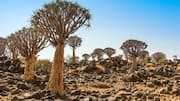 Namibia's Quiver Tree Forest: A hiker's paradise