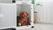 How to create a noise-free retreat for your dog