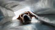 How to stop your dog from getting into the trash