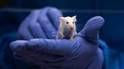 How Chinese scientists regenerated damaged ears in mice