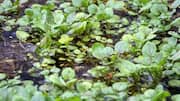 Watercress: Meet the peppery green packed with nutrients