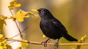 This is the most melodious bird in the world