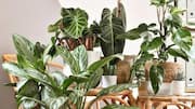 How to get fuller leaves on your indoor plants