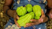 The health benefits of chayote explained