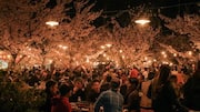 Hanami: The cherry blossom festival you should know about