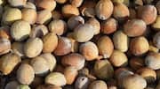 Manketti nuts: A powerful source of antioxidants 