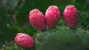 5 reasons to add cactus fruit to your diet 