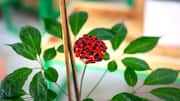 What is Siberian ginseng?