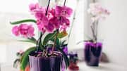How to keep your orchids happy