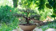 How to grow pomegranate bonsai at home