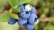 Why you should know about whortleberry