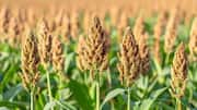 Why you should know about sorghum stalks